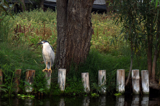 Bird Huaco perching near a serene waterway surrounded by lush greenery in daylight