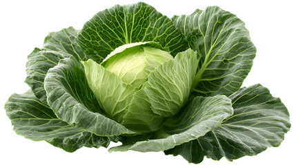 Obraz premium Whole Green Cabbage