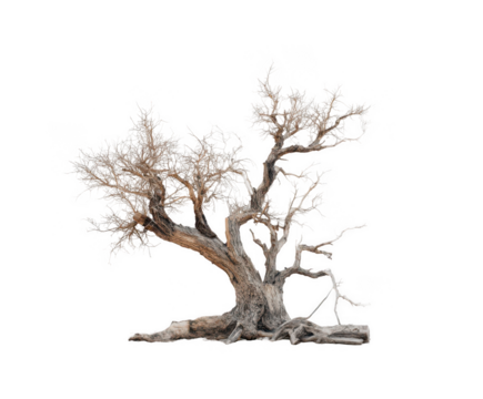 dead tree with no leaves, isolated on a white background, png, transparent