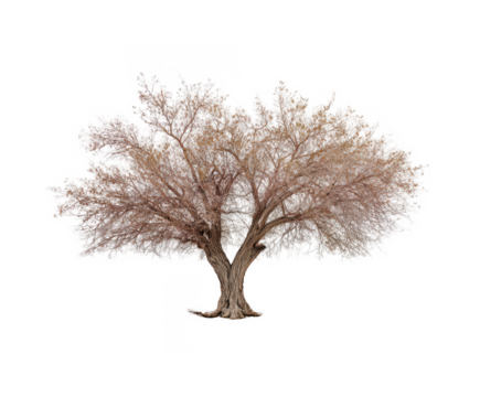 dead tree with no leaves, isolated on a white background, png, transparent