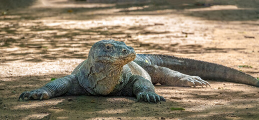 A giant Komodo dragon near a watering hole waiting for prey to approach, Komodo Island, Indonesia