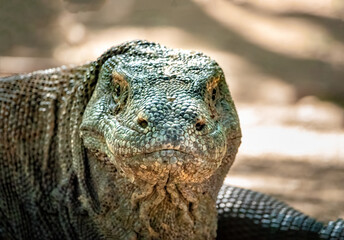 Eye to eye encounter with a Komodo dragon, Komodo Island, Indonesia