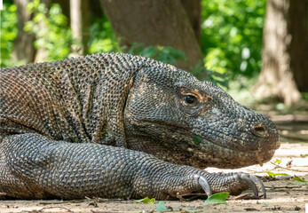 Profile of a Komodo dragon, Komodo Island, Indonesia