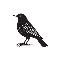 **"Elegant Common Blackbird Vector Silhouette: Classic Songbird Design Featuring Sleek Profile, Upright Posture, and Distinctive Beak in Clean, Minimalist Style for Crafts and Digital Art"**
