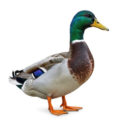 Obraz premium american bald eagle