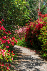 Azalea and rhododendron garden in a public park in Crawley, England.