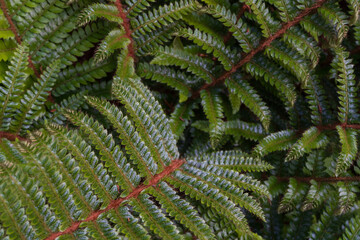 A green fern with brown stems.