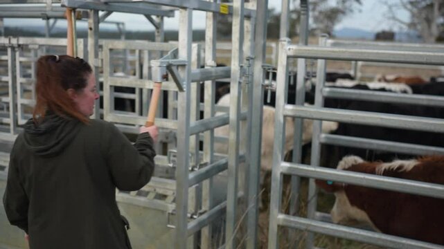 female farmer on a farm. women in agriculture working hard in stock yards herding cattle to weigh cows. organic and free range livestock sustainable ranch, grown on a farm in tasmania Australia.