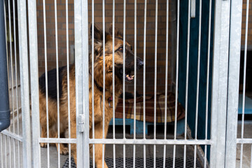 Shelter life of brown dog. Abandoned dog in rescue shelter, brown fur, loyal heart. Adopt, rescue,...