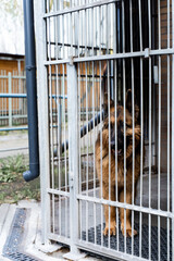 Adopt rescue dogs. Shelter dog need love and care. Homeless dog waiting for adoption in shelter...