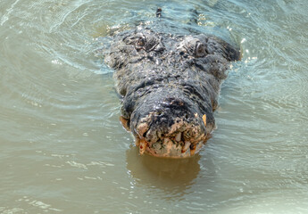 Fototapeta premium Closeup of an old male salt water crocodile, Adelaide river, Northern territory, Australia