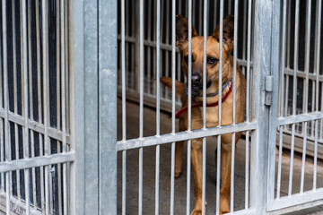 Shelter life of brown dog. Abandoned dog in rescue shelter, brown fur, loyal heart. Adopt, rescue, love. Dog behind bars in animal shelter, hoping for adoption. Homeless brown dog in kennel.