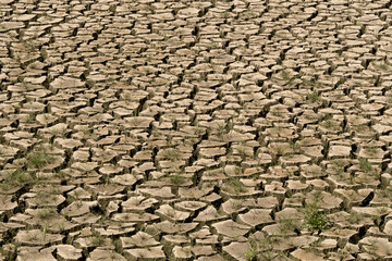 Parched cracked earth with sparse grass sprouts — a striking symbol of drought, climate change, and environmental stress