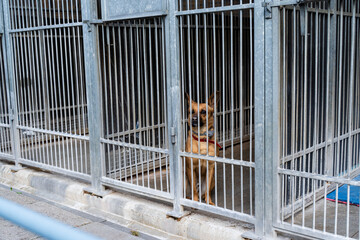 Dog behind bars in animal shelter, hoping for adoption. Homeless brown dog in kennel. Shelter life of brown dog. Abandoned dog in rescue shelter, brown fur, loyal heart. Adopt, rescue, love.
