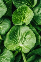 Fototapeta premium Close Up of Green Leafy Vegetables Cultivated for Urban Farming Fresh Produce Healthy Eating Natural Food