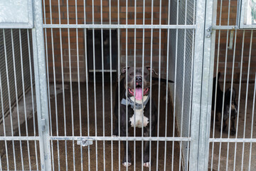 Abandoned dog behind bars, shelter life is tough. Shelter dog waits for home. Lonely dog waiting...