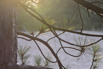 pine tree branches in sunset light