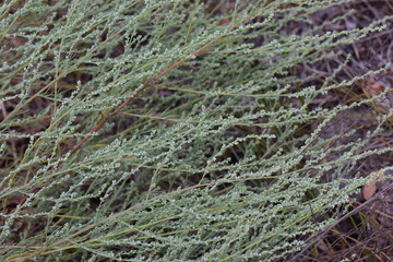 close up of grass in the field with dew drops on it