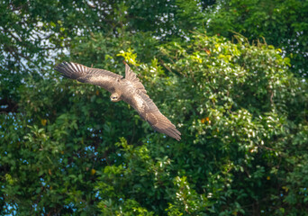 Approaching black kite over the mangrove forests of the Adelaide river banks, Northern territory, Australia
