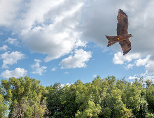 Black kite in flight over the forests of the delaide river shores, Northern territory, Australia