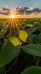 Young plants in a vast field are set against a backdrop of warm golden light at sunset, arranged in vibrant green rows