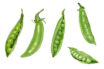 fresh green peas vegetables for health Hand drawn illustration on transparent background