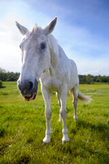 Fototapeta premium A funny portrait of a white horse smiling and showing tongue on a green pasture