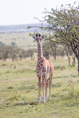 Baby Giraffe Staring Contest