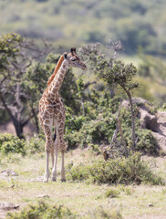 Baby Giraffe