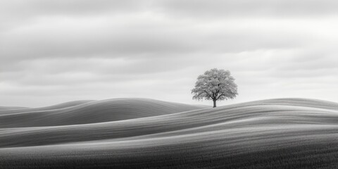 Photo of a lone tree on the top of rolling hills, captured in soft, overcast light against an expansive sky. 