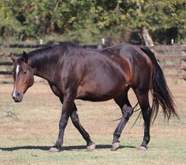 Fototapeta premium Bay Ranch Horse Walking in Paddock on Sunny Day