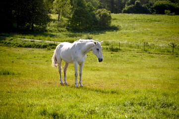 A white horse grazing on a green pasture or meadow. Skane Sweden