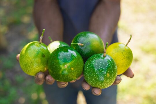 Agricultura familiar en Guatemala: productor con maracuyá y cultivo tropical.


