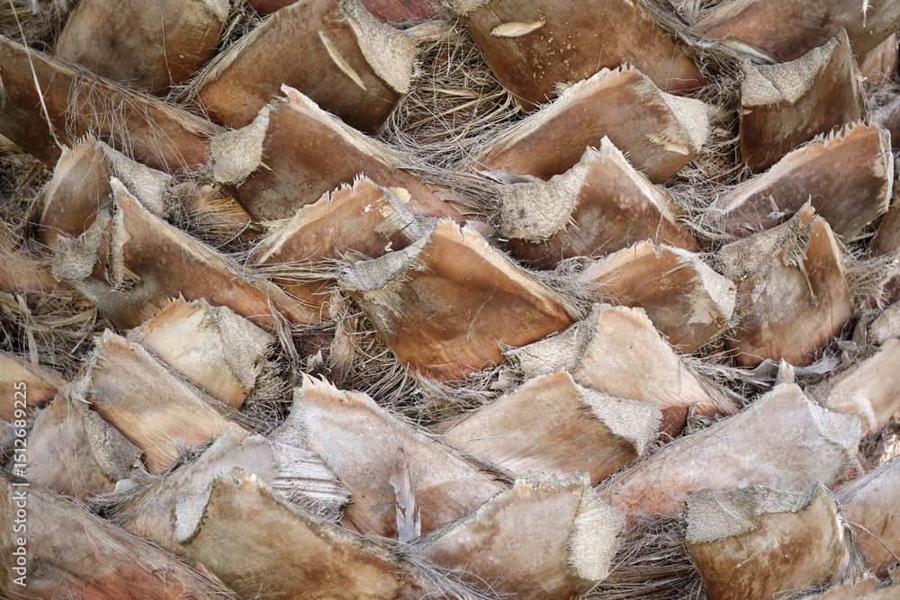 Poster close-up of palm tree bark patterns highlighting natural texture and geometric shapes