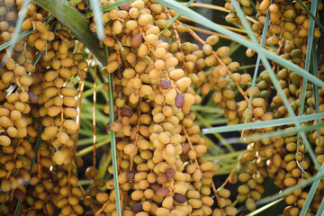 Ripe date palms on branches: close-up of bountiful yellow harvest with green leaves