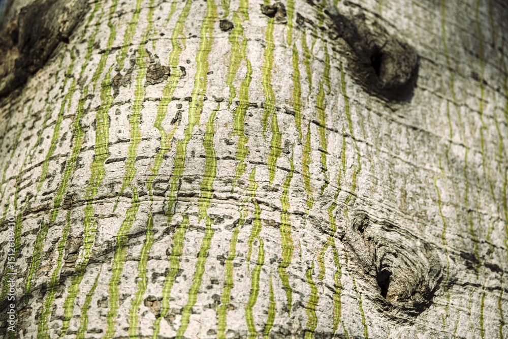 Poster close-up of unique tree bark with natural patterns and textures in green and brown