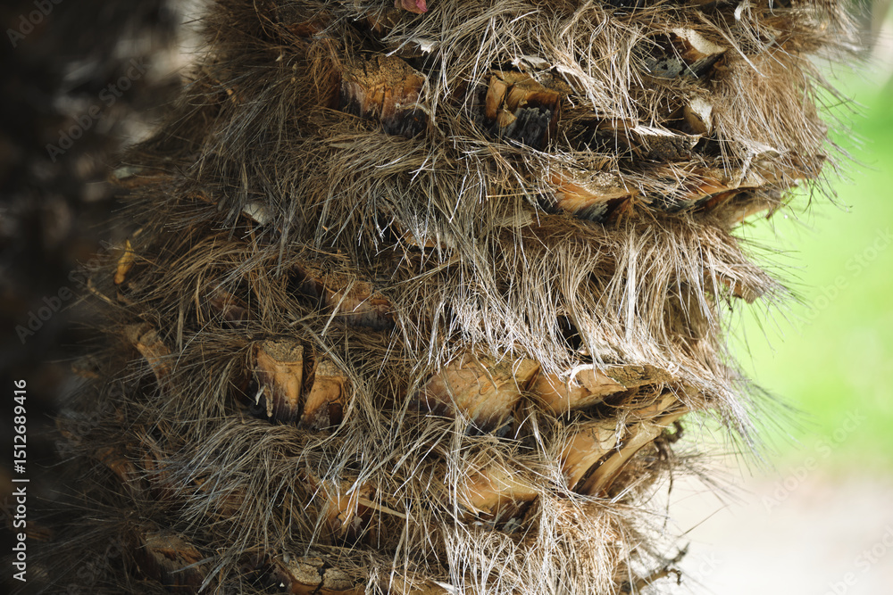 Poster close-up of textured palm tree bark highlighting natural patterns and details