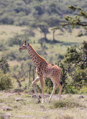 Baby Giraffe Walking