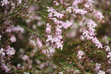 Blooming pink wildflowers in a natural meadow setting