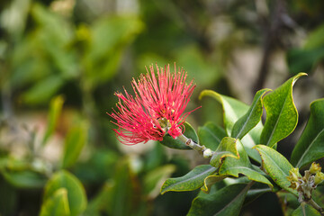 Vibrant red bottlebrush flower blooming among lush green foliage in natural garden setting