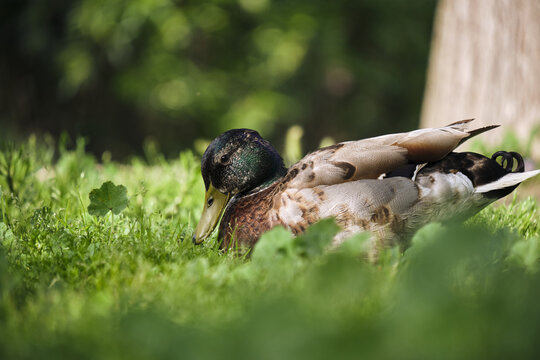 Peaceful mallard duck resting on lush green grass in sunlit park - Powered by Adobe