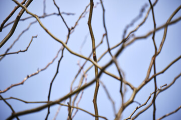 Intricate network of bare tree branches against a clear blue sky