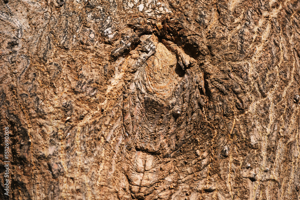 Poster natural tree bark texture with intricate patterns and organic lines
