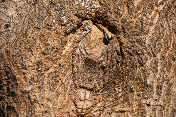 Natural tree bark texture with intricate patterns and organic lines
