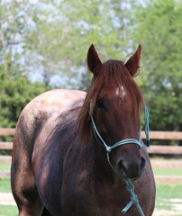 Obraz premium Red Roan Horse Close-Up with Halter in Pasture