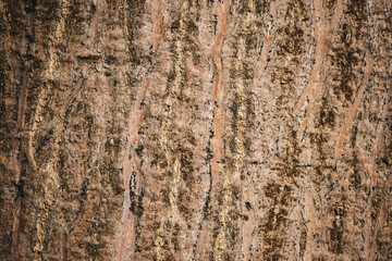 Close-up texture of tree bark with natural patterns and rich earthy tones
