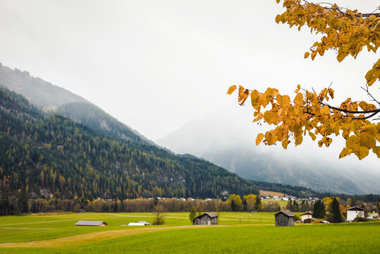 Yellow leaves on a tree and mountains in the background - branch of a tree and autumn in Tirol mountains.