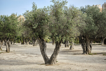 Mediterranean olive grove landscape with ancient trees and clear sky