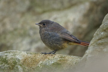 Phoenicurus ochruros aka Black redstart perched on the stone and waiting for mother. Common bird in Czech republic.