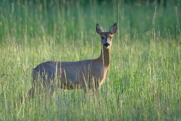 Capreolus capreolus european roe deer female on a field. Sunny spring evening.